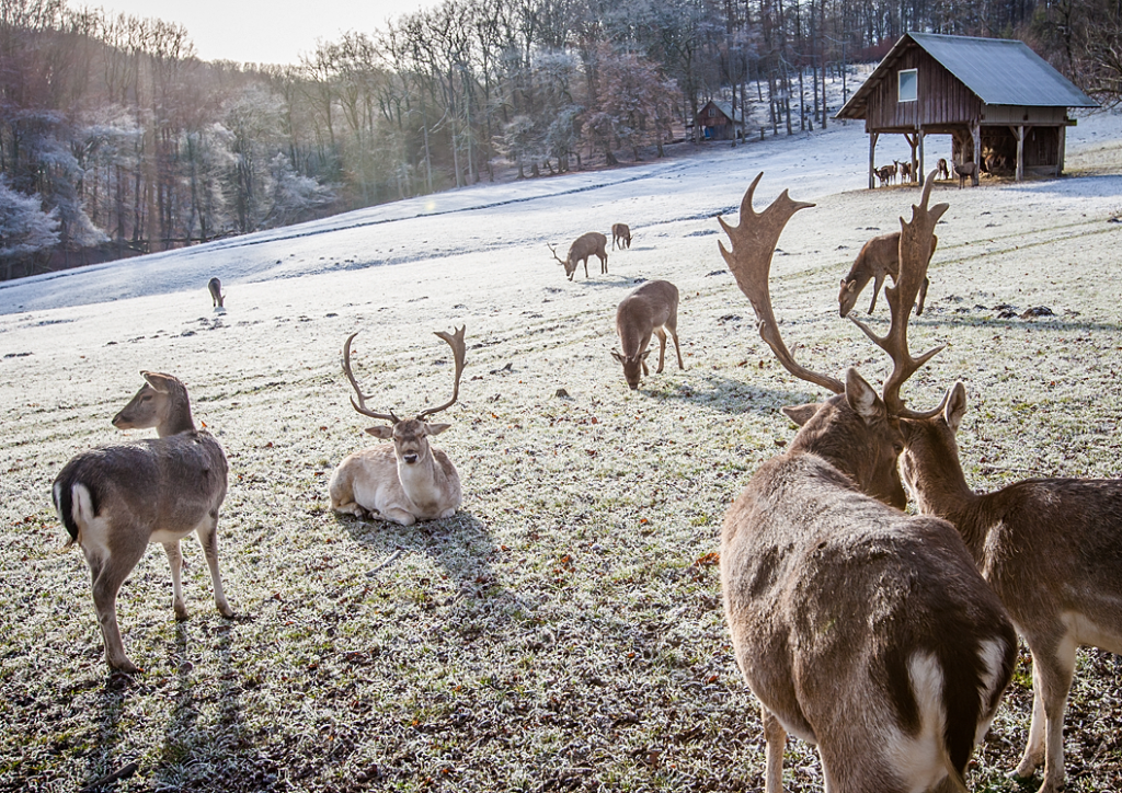 Frostige Stimmung Im Wildpark Bender Fotografie